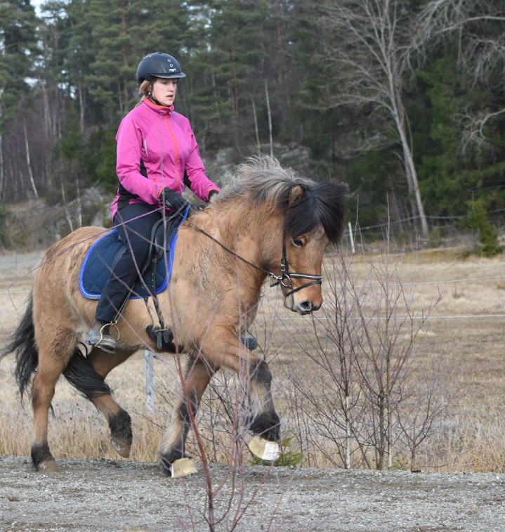 Vårens träningshäst: Stefna frá Leirubakka