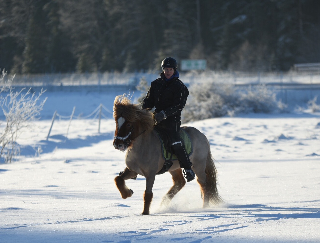 Snöbus med vinterglad häst!